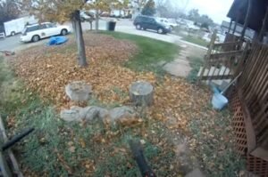 Can you rake leaves with a leaf blower?