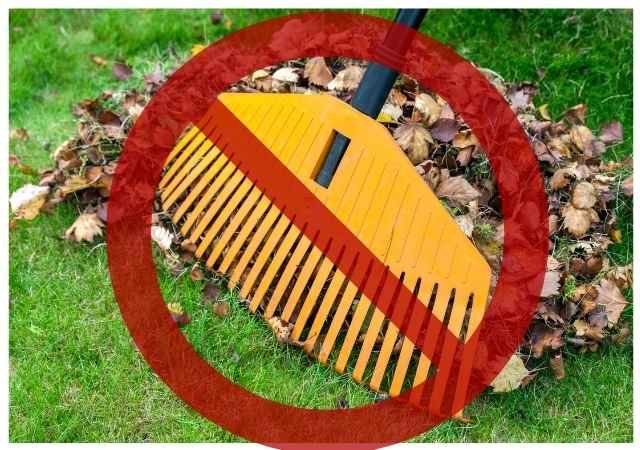 Mulching Leaves vs Raking