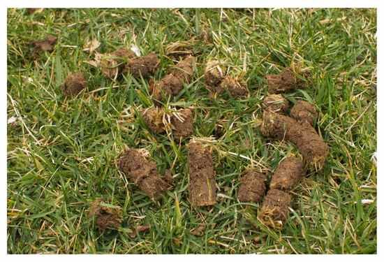 Cores of soil from core aeration