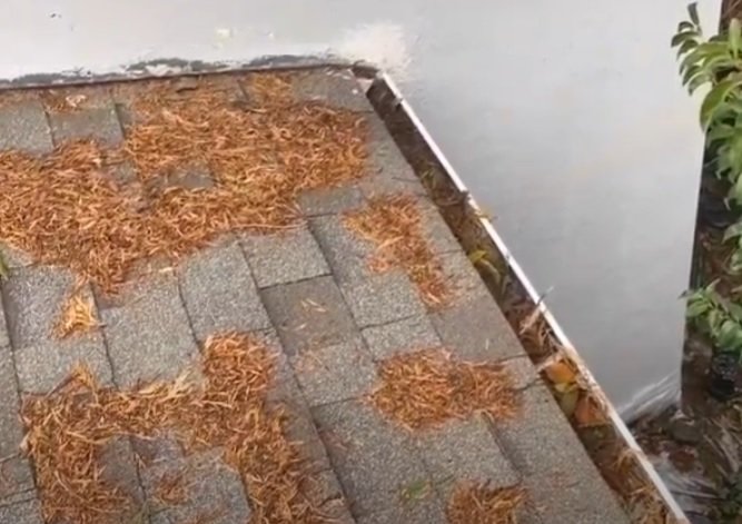 Leaves in Gutter